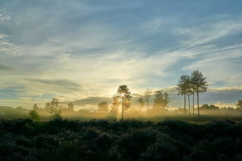 Zonnestralen tijdens de zonsopkomst op de bloeiende heide