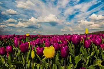 Tulpenvelden in Nederland, de Bollenvelden