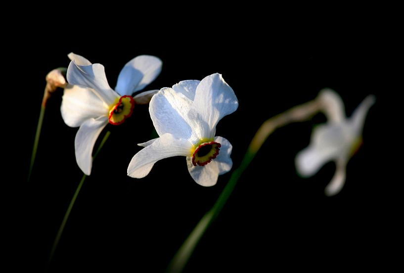 Daffodils by Thomas Jäger