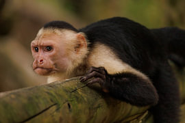 Costa Rica – wo Natur, Abenteuer und pure Schönheit aufeinander treffen