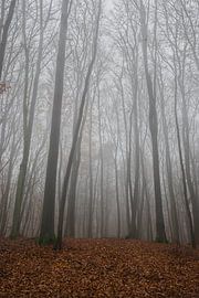 Vue d'arbres dans une forêt brumeuse à l'automne