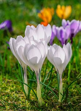 Printemps avec des fleurs blanches de crocus sur ManfredFotos