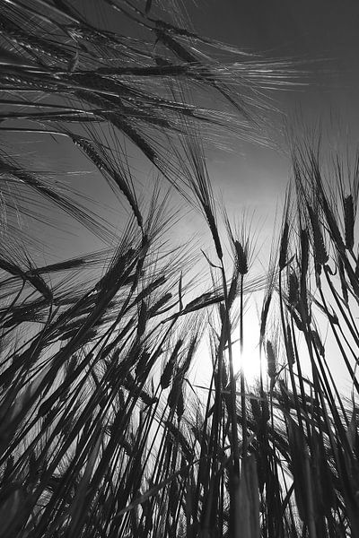 Barley Field in Summer by Jörg Hausmann