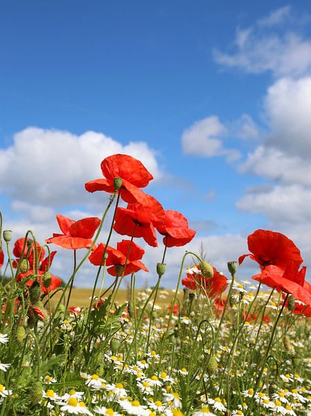 Poppy by Ostsee Bilder
