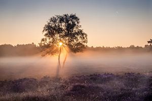Sonnenaufgang auf der Heide mit Nebel.