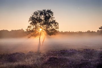 Sonnenaufgang auf der Heide mit Nebel. von Janny Beimers
