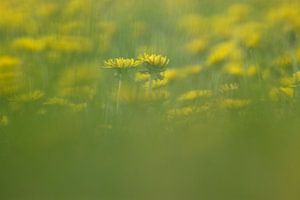 Paardenbloemen von Ronald Wilfred Jansen