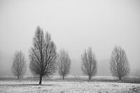 Tree family