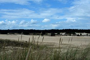 Blick durch das Gras auf den Hulshorster Sand