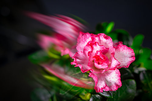 Foto Gentse azalea - panningfoto