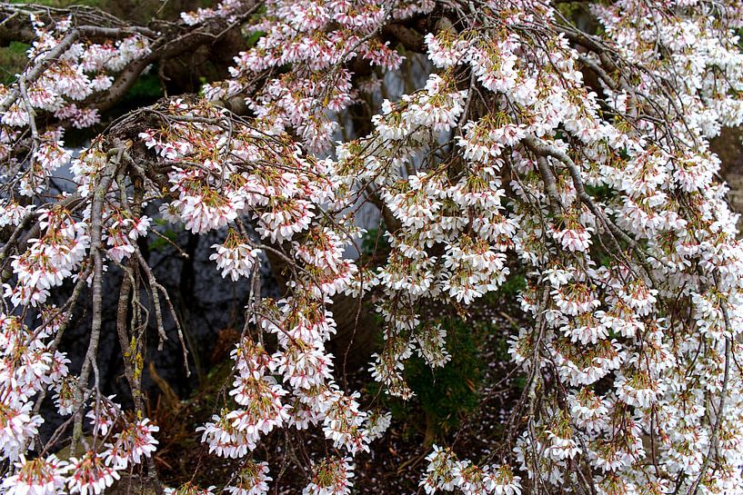 spring :blossom by joyce kool