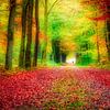 herfstkleuren in het bos van eric van der eijk