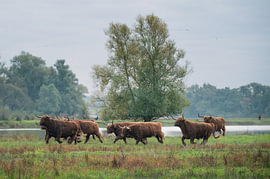 Schottischer Hochlandrinder – In Bewegung von SR Blaauw