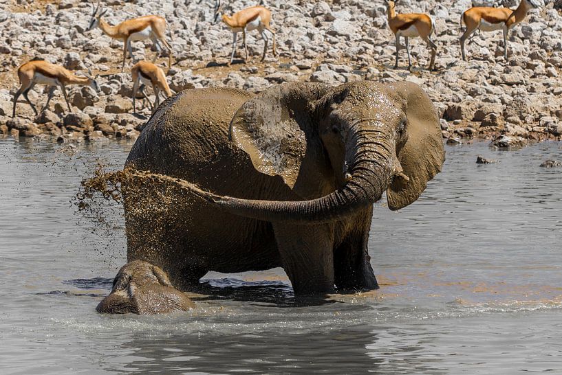 Elefant Schlammdusche von Poster Art Shop