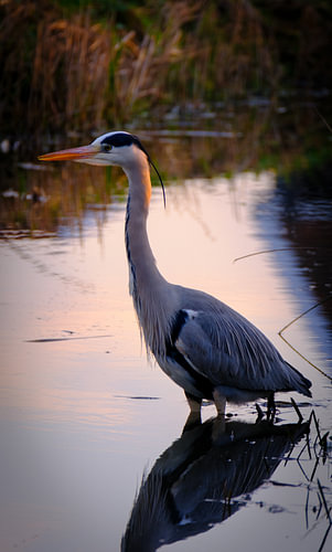 Grey Heron in Evening Light