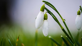 De eerste tekenen van de lente van Beeldspraak