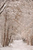 Winter-bos