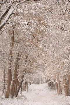 Winter forest by Nienke Bot