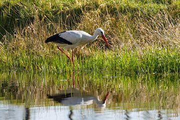 stork along the ditch by Stobbe; stiltegrafie