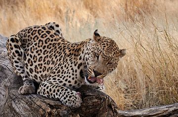 Léopard - Panthera pardus sur Thomas Marx