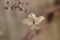 Hydrangea