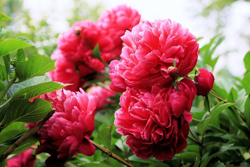 Peonies by Marrie den Braber
