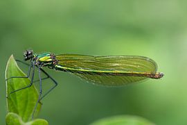 Banded demoiselle by Ulrike Leone