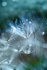 Ontwaakt door het licht