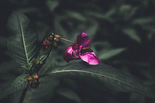 Leven en laten leven