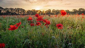 At the edge of a field