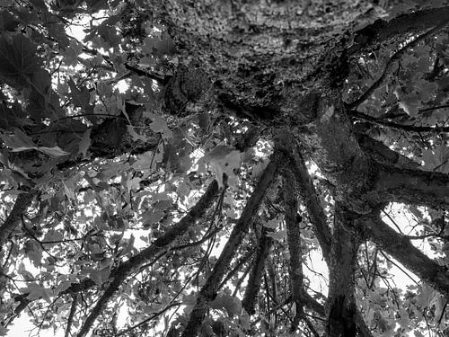 boomstam vanonderuit