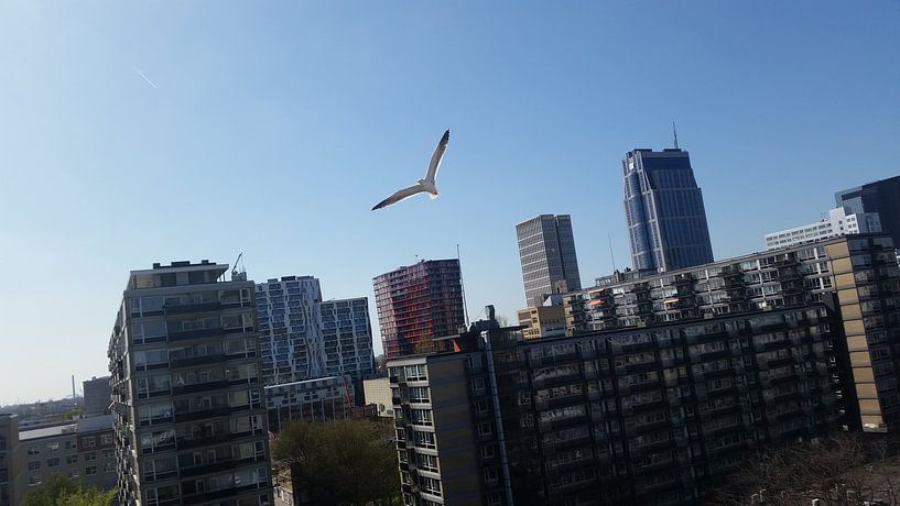 Rotterdam skyline van melike oguz
