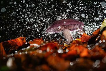 Spritzender Regen auf einem Pilz von Fotografiecor .nl