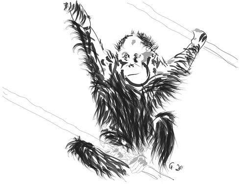 Bébé orang-outan 1