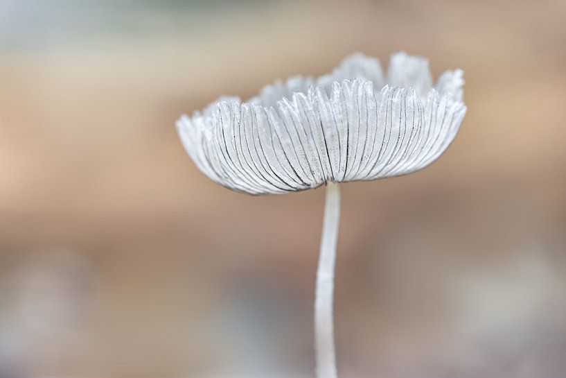 Autumn mushroom by natascha verbij