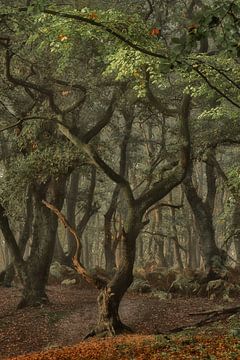 Bijzondere bomen in het oude bos op de Grebbeberg van Moetwil en van Dijk - Fotografie