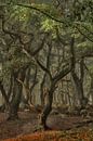 Bijzondere bomen in het oude bos op de Grebbeberg van Moetwil en van Dijk - Fotografie thumbnail