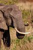 Afrikaanse olifant van Peter Michel thumbnail