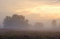 Fog at Sunset by Johan Vanbockryck thumbnail