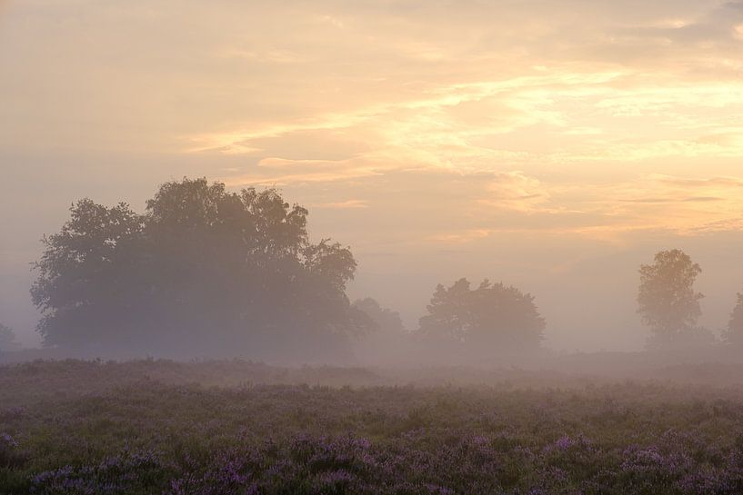 Fog at Sunset by Johan Vanbockryck