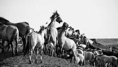 Ranking of konik horses