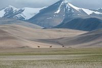 Wild Horses India