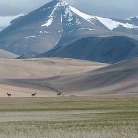 Wild Horses India by Monique Pouwels