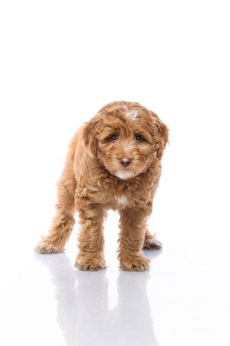 Photography dog/puppy white with mirror image