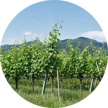 Wijngaarden in de Wachau in het dorp Dürnstein van Heiko Kueverling