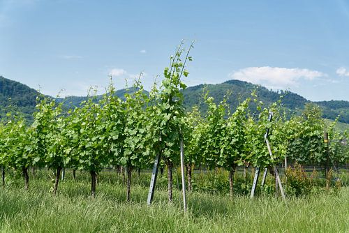Vignes de la Wachau dans le village de Dürnstein