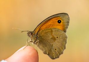 Grand œil de bœuf Maniola jurtina Papillon sur la main sur Animaflora PicsStock