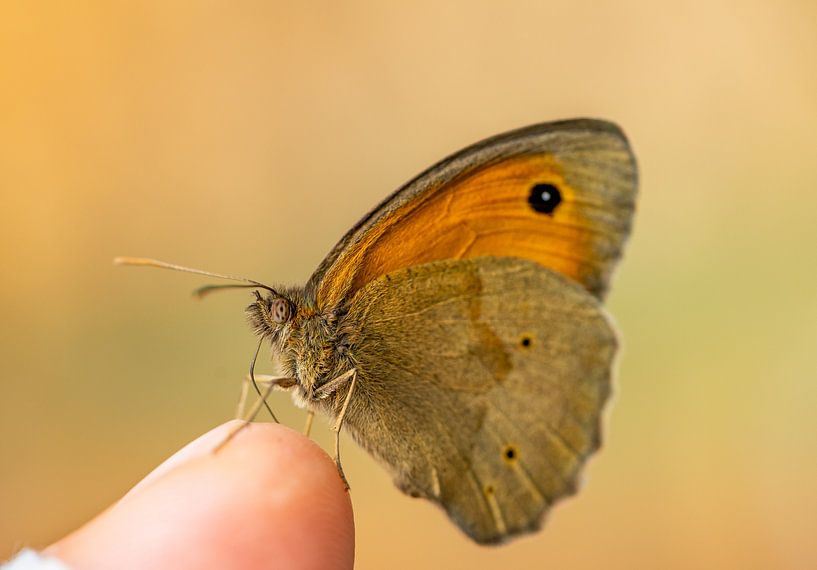 Großes Ochsenauge Maniola jurtina Schmetterling auf der Hand von Animaflora PicsStock