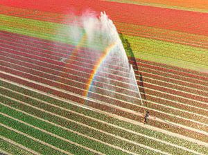 Tulpen auf einem Feld, das mit einer landwirtschaftlichen Beregnungsanlage besprüht wird