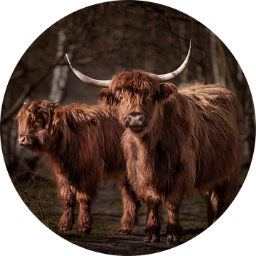 Twee Schotse Hooglanders in het bos van Evelien Oerlemans